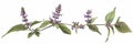 Pogostemon, Pachouli, Cablin Medicinal Perfume Plant, Pachouli Drawing