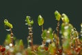 Macro Pohlia nutans moss with drops Royalty Free Stock Photo