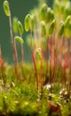 Pohlia nutans moss Royalty Free Stock Photo