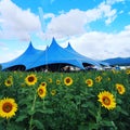 Pohoda music festival in Slovakia blue tent and sunflowers in front