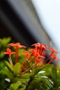 Pohon Asoka or Ixora, Other common names include jungle flame, jungle geranium.