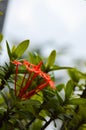 Pohon Asoka or Ixora, Other common names include jungle flame, jungle geranium.