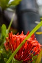 Pohon Asoka or Ixora, Other common names include jungle flame, jungle geranium.