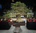 Pohon Bonsai Beringin