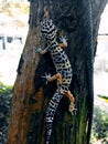 Pohon dan gecko Royalty Free Stock Photo