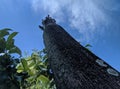 Pohon kayu roof