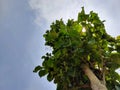 Teak tree (Tectona gradis)used for craft materials