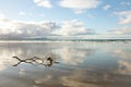 Pohutukawa branches and Matarangi Beach, Coromandel Peninsula, North Island, New Zealand Royalty Free Stock Photo