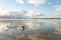 Pohutukawa branches and Matarangi Beach, Coromandel Peninsula, North Island, New Zealand