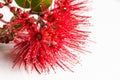 Pohutukawa flower closeup metrosideros excelsa.