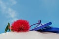 A Pohutukawa flower and jandals resting on a sandy beach in NZ. Royalty Free Stock Photo