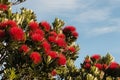 Pohutukawa flowers against blue sky