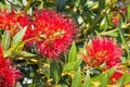 Pohutukawa - New Zealand Christmas tree with red flowers in bloom Royalty Free Stock Photo