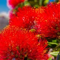 Pohutukawa - New Zealand Christmas tree with red flowers Royalty Free Stock Photo