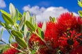 Pohutukawa - New Zealand Christmas tree with red flowers Royalty Free Stock Photo