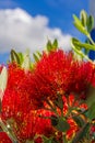 Pohutukawa - New Zealand Christmas tree with red flowers Royalty Free Stock Photo