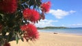 Pohutukawa red flowers blossom on the month of December New Zealand