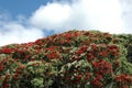 Pohutukawa Tree