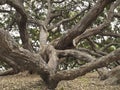 Pohutukawa tree In Auckland New Zealand