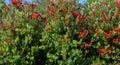 Pohutukawa Tree Background Panorama, New Zealand Royalty Free Stock Photo