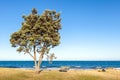 The pohutukawa tree and bench on the beach with ocean in clear s