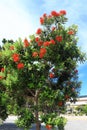 Pohutukawa Tree Blooming