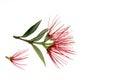 Pohutukawa tree flowers isolated on white background with copy space