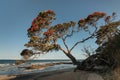 Pohutukawa tree growing above beach in New Zealand Royalty Free Stock Photo
