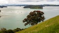 Pohutukawa tree on a hill in Mahurangi, Auckland, New Zealand