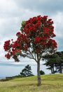 Pohutukawa Tree