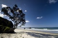 Pohutukawa tree on North island beach, New Zealand.