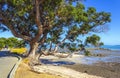 Pohutukawa Tree at Omana Beach Auckland New Zealand