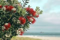 Pohutukawa tree red flowers sandy beach