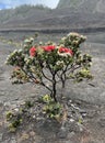 Pohutukawa Tree In Volcanoes National Park