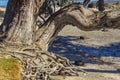 Pohutukawa Tree Trunk