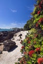 Pohutukawa tree, Mount Maunganui Beach, New Zealand Royalty Free Stock Photo