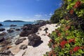 Pohutukawa tree, Mount Maunganui Beach, New Zealand Royalty Free Stock Photo