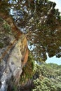 Pohutukawa trees on coastal cliff edge