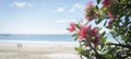 Pohutukawa trees in full bloom at Takapuna beach in summer, out-of-focus people walking on the beach.