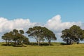 Pohutukawa trees growing on meadow