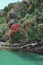 Pohutukawa trees on the shore of the Coromandel Peninsula, NZ.