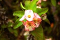 Poi sain flower in Lanzarote Royalty Free Stock Photo