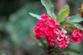 Poi Sian flower, bright pink, beautiful green leaves