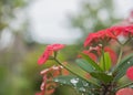 Poi Sian flower is a house flower with beautiful colors. can be seen generally in houses