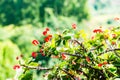 Poi Sian flowers with natural view