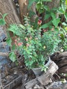 Poi Xian Potted plants