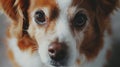 Poignant Close-Up of a Red and White Dog with Tearful Eyes - Emotional Depth Generative AI