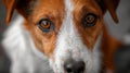Poignant Close-Up of a Red and White Dog with Tearful Eyes - Emotional Depth Generative AI