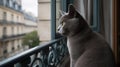 Chartreux\'s Contemplative Stance on a Parisian Balcony