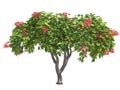 Poinciana. Royalty Free Stock Photo